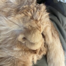 「オヅノ、無事タマ抜き終了！しか～し飼い主は？」サムネイル2