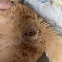 「オヅノ、無事タマ抜き終了！しか～し飼い主は？」サムネイル3