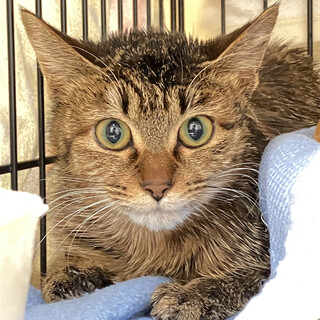 トライアル中　可愛いキジトラ女子❤️