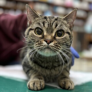 【1/26芝浦】自由気ままなアメショの女の子♫