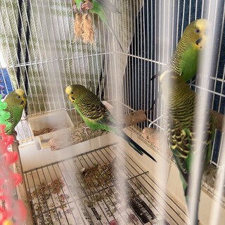 移転のため里親募集中