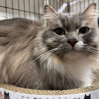 人が大好き♪ラガマフィンの女の子♡ひめちゃん