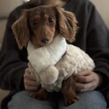 お膝犬！とっても甘えん坊のあんちゃん