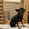 愛くるしい小さなミニピン、リト サムネイル3