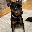愛くるしい小さなミニピン、リト
