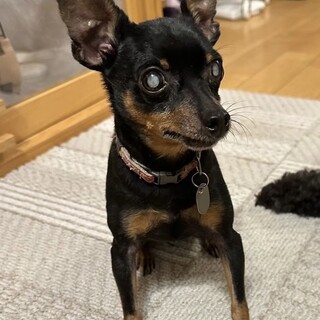 愛くるしい小さなミニピン、リト