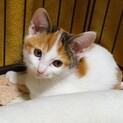 推定3か月、なでなで大好きな三毛ちゃん