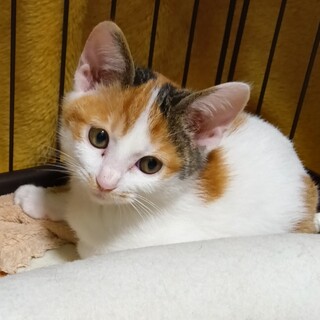 推定3か月、なでなで大好きな三毛ちゃん