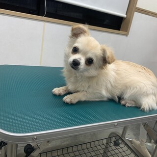 ベルクくん！チワワ の男の子！