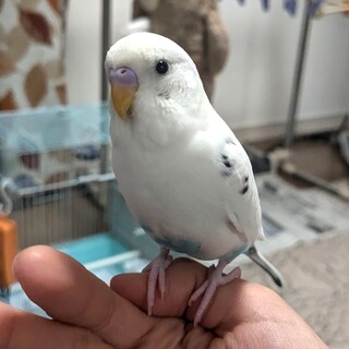 生後9ヶ月 手乗り 白ハルクインの男の子 