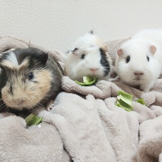モルモット男の子3匹里親募集
