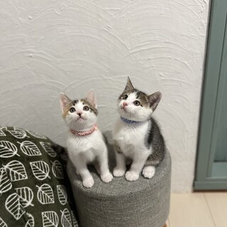 ❁⃘*.ﾟこるる&うめ❁⃘*.ﾟ