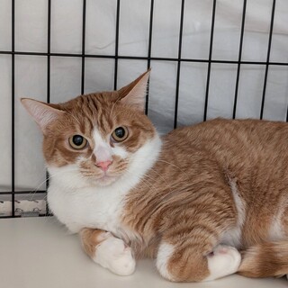 【ナッツ】お鼻のピンクがカワイイ男の子