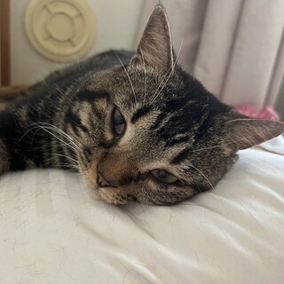 【代理投稿】【急募】茶トラ雄3歳