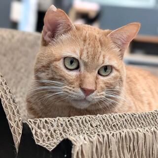 お膝乗りな茶トラ男子【テレキャス】