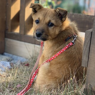 “ポン太” 男の子