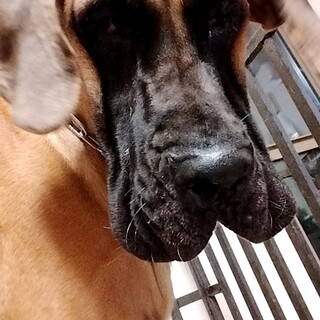 体は大きいけどおとなしい子です