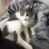 【1/26芝浦】初心者歓迎パステル三毛うめこペアで サムネイル4
