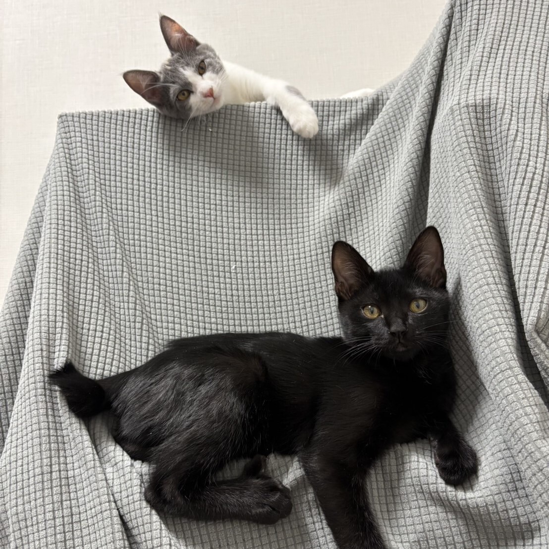 【1/26芝浦】初心者歓迎パステル三毛うめこペアで サムネイル5