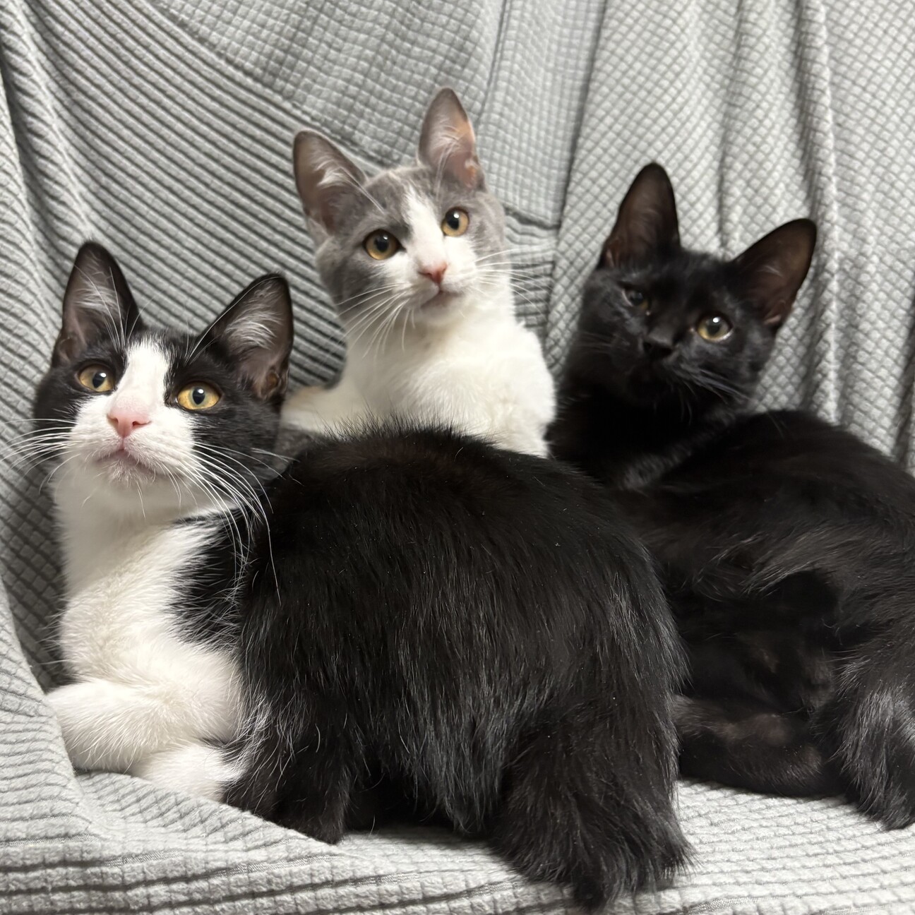 【1/26芝浦】初心者歓迎パステル三毛うめこペアで サムネイル7