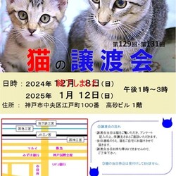猫の譲渡会 in 神戸三宮 ″ 猫のミーナ ″