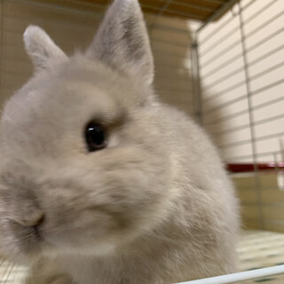 ネザーランドドワーフ女の子  里親さん募集