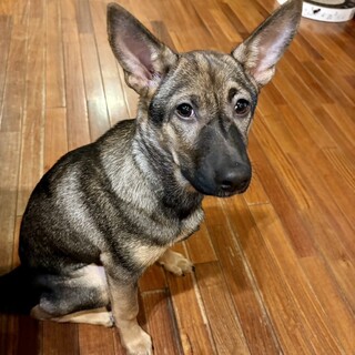 シェパード系mix 華ちゃん里親様決定