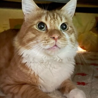 大きめモフモフくん❣️