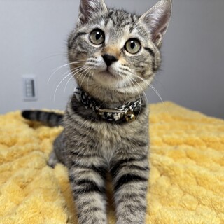 まん丸顔の兄妹たち・快星(かいせい)くん