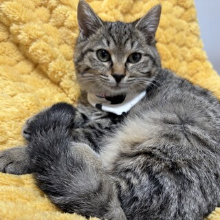 まん丸顔の兄妹たち・星翔(ほしと)くん