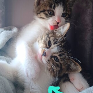 寅次郎(男の子3ヵ月) 里親さん募集です！