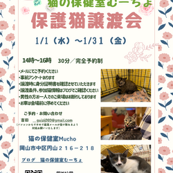 猫の譲渡会＠猫の保健室Mucho