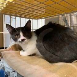 猫の譲渡会＠猫の保健室Mucho サムネイル2