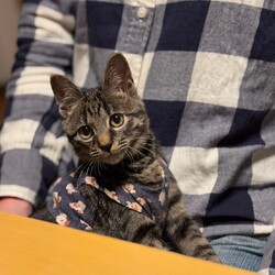 猫の譲渡会＠猫の保健室Mucho サムネイル3