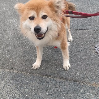 もふもふな毛にキリッとおめめの【ゴン】くん