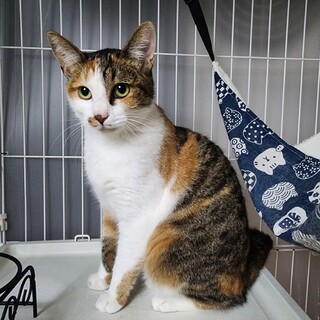 コンビニ敷地保護　みやちゃん