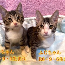 待ちねこ譲渡会　