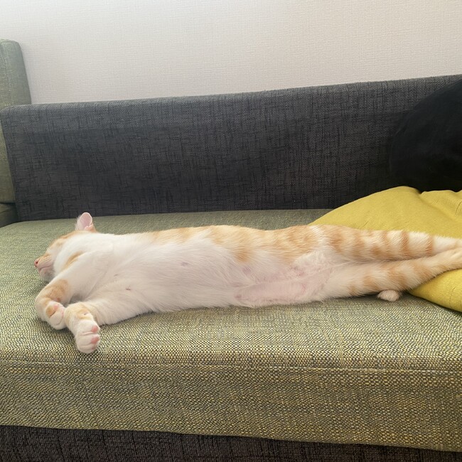 ずうくうのカバー写真