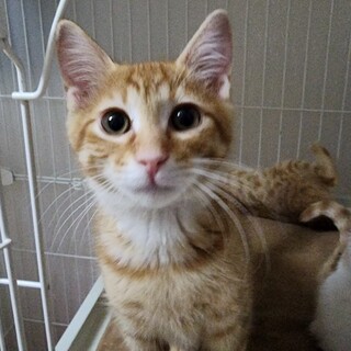 愛護センター引取、かえでくん