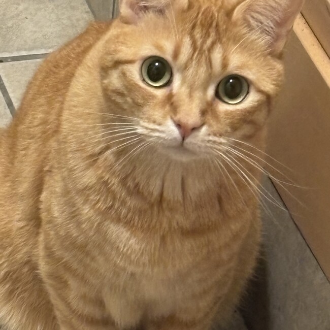ほわいとしぇりーのカバー写真
