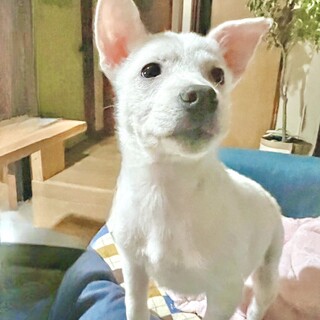 ♡シャイだけど甘えん坊の小柄な男子♡ミューくん