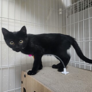 愛護センター引取、ナイトくん