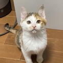 あめちゃん　女の子　4ヶ月　三毛