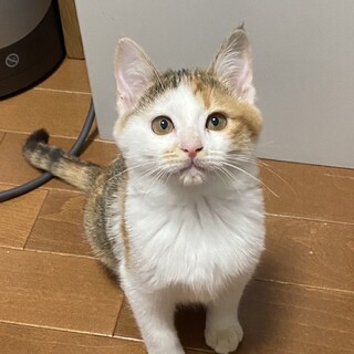 あめちゃん　女の子　4ヶ月　三毛