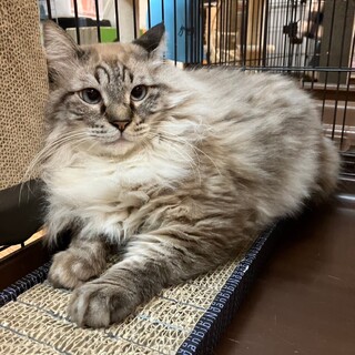 人慣れ修行中！　青い瞳のモフモフ男子　マヌウ♂