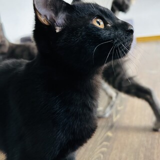 もちもち手触りの甘えん坊