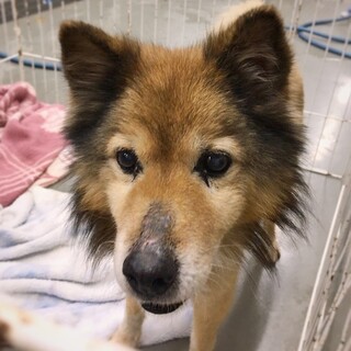 新しい家族を見つけたい！　シニア犬　トミーくん