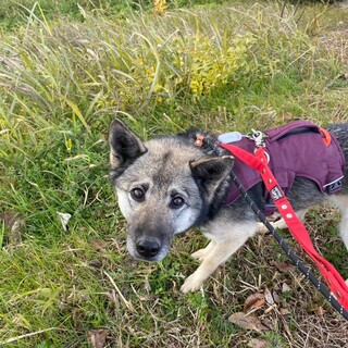 困り顔が可愛い【ヤンメイ】ちゃん