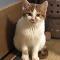 もこもこの「モコ」ちゃん、里親募集。