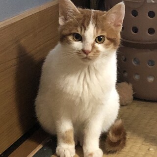 もこもこの「モコ」ちゃん、里親募集。